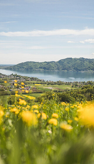 Flower meadow on Kronberg with views of Lake Attersee